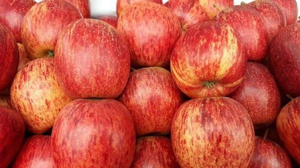 MACA NACIONAL KG CEASA