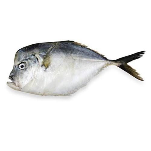 PEIXE GALO CONG KG FRIG