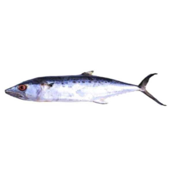 PEIXE SERRA KG FRIG
