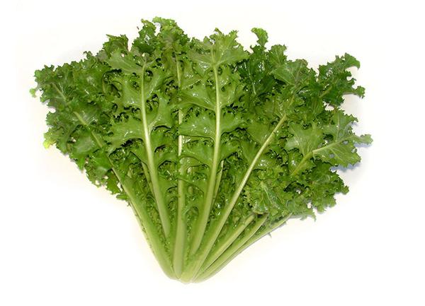 CHICORIA
