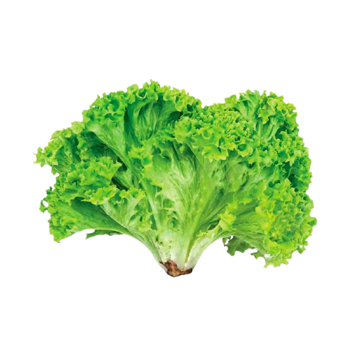ALFACE CRESPA UN