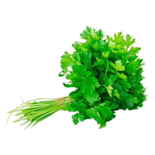 CHEIRO VERDE HIDROPONICA