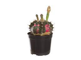 CACTUS GYMNOCALYCIUM MIHANOV. P09