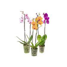 PLANTA ORQUIDEA PHALAENOPSIS PT12 Un
