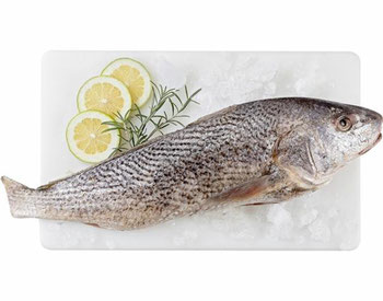 PEIXE CORVINA KG KG