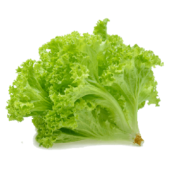Alface Americana Un Alfa Verde