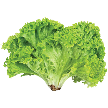 Alface Hidroponico Un Grupo Verde