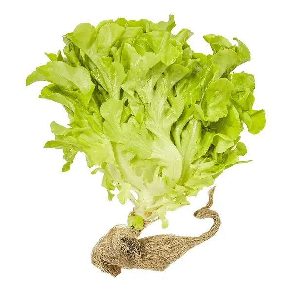Alface Hidroponico Un Alfa Verde