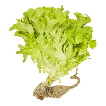 Alface Hidroponico Un Alfa Verde