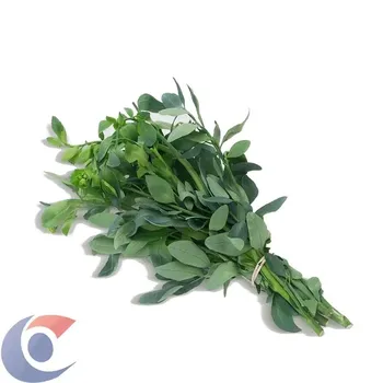 Arruda Fresca Un Grupo Verde