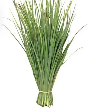 Capim Santo Un Alfa Verde