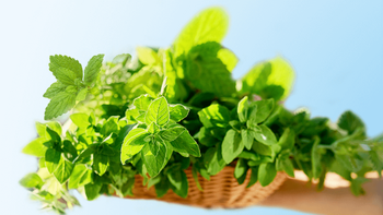 Erva Cidreira Un Alfa Verde