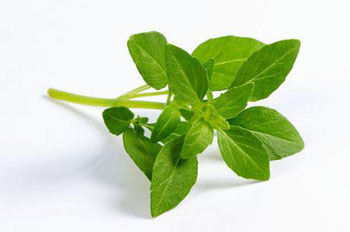 Manjericao Organico Un