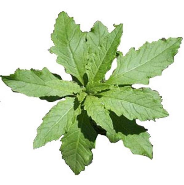 Mastruz Organico Un