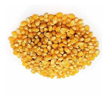 Milho Comum  Amarelo 1kg Seu Ze