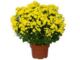 Flor Crisantemo Bola Belga 1un P20