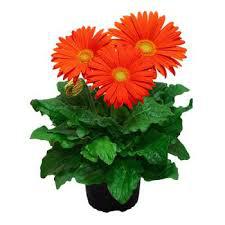 Flor Gerbera 1un P14