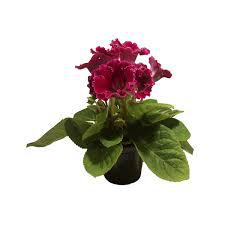 Flor Gloxinia 1un Pt14
