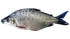 CORIMBATA EVISCERADO BOM PEIXE KG