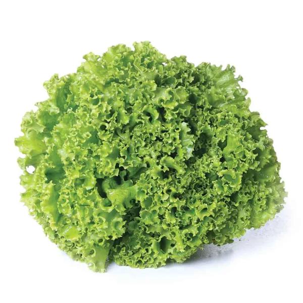 ALFACE CRESPA  HIDROPONICA TP01
