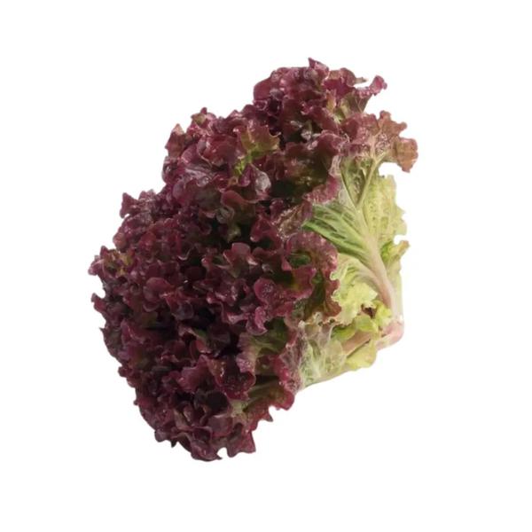 ALFACE HIDROPONICA ROXO UND