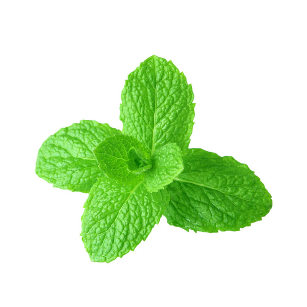 HORTELA UND