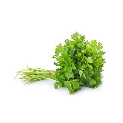 SALSINHA HORTVIDA UND