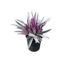 ABACAXI ROXO VASO P14