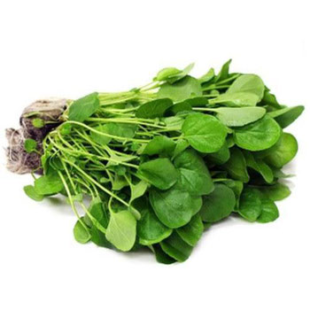 AGRIAO BABY CIA DAS FOLHAS UN