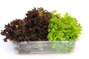 ALFACE BABY 150G CRESPA BICOLOR