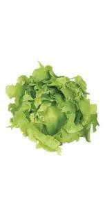 ALFACE BABY ROMANA CAISP 150G ORG