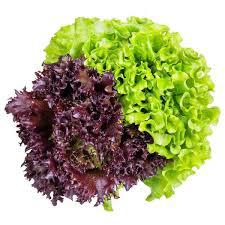 ALFACE BICOLOR HIDRO UN