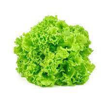 ALFACE CRESPA HIDRO CAISP