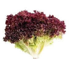 ALFACE FREEZE BICOLOR SHIMODA HIDRO UN