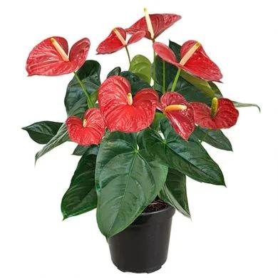 ANTURIO GRANDE VERMELHO