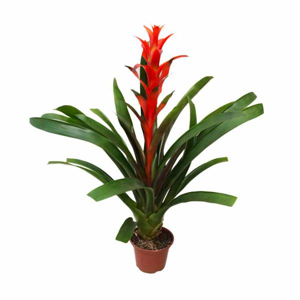BROMELIA GUZMANIA