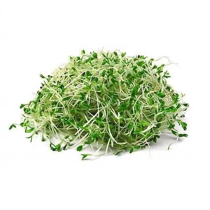 BROTO DE ALFAFA 110G