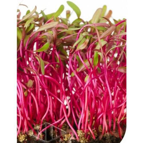 BROTO DE BETERRABA UN