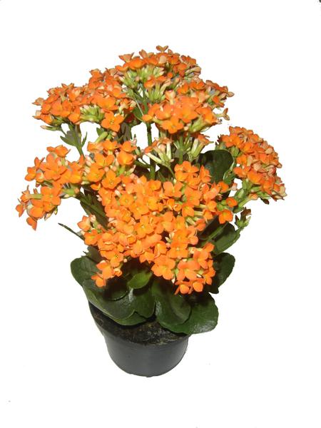 CALANDIVA KALANCHOE PEQUENA