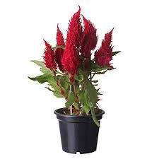 CELOSIA