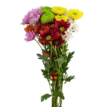 CRISANTEMO MIX MAÇO