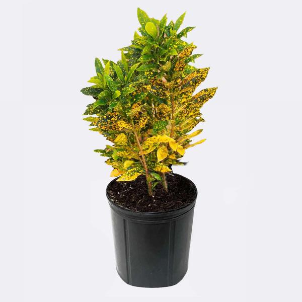 CROTON GOLD
