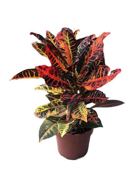 CROTON PETRA