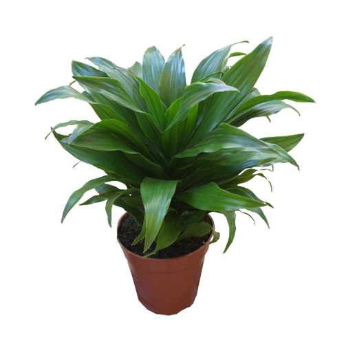 DRACENA PAU DÁGUA GRANDE