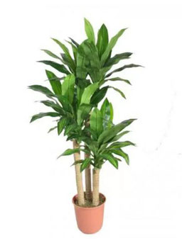 DRACENA POTÃO