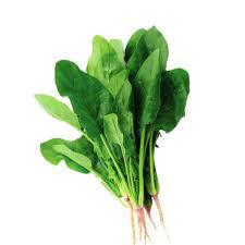 ESPINAFRE JAPONES SHIMODA UN