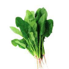 ESPINAFRE JAPONES SHIMODA UN