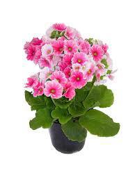 FLOR PRIMULA (PRIMULA)