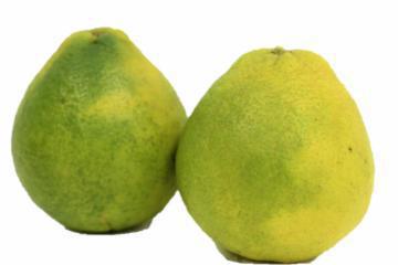 LARANJA CHAMPAGNE KG