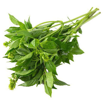 MANJERICAO CAMINHO DA ROCA 80G ORG